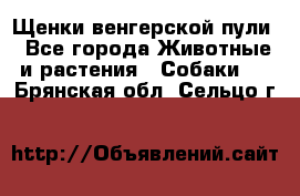 Щенки венгерской пули - Все города Животные и растения » Собаки   . Брянская обл.,Сельцо г.